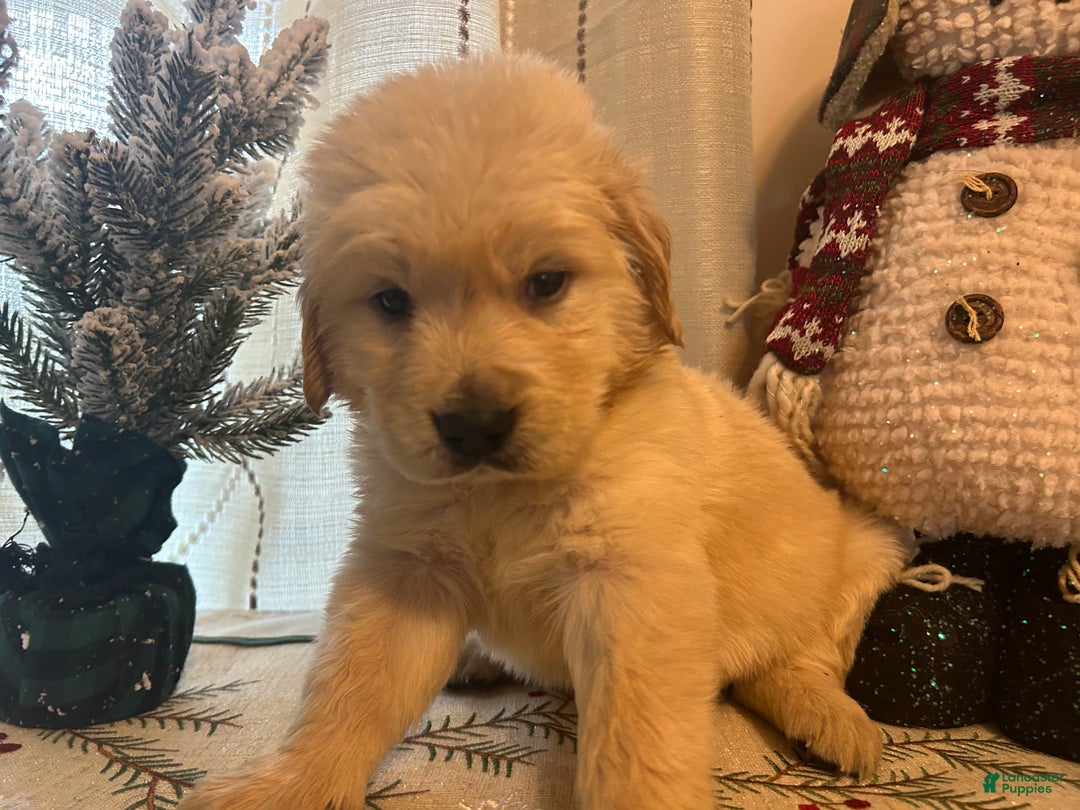 Golden Retriever dogs for sale: Blue  - Ad 2