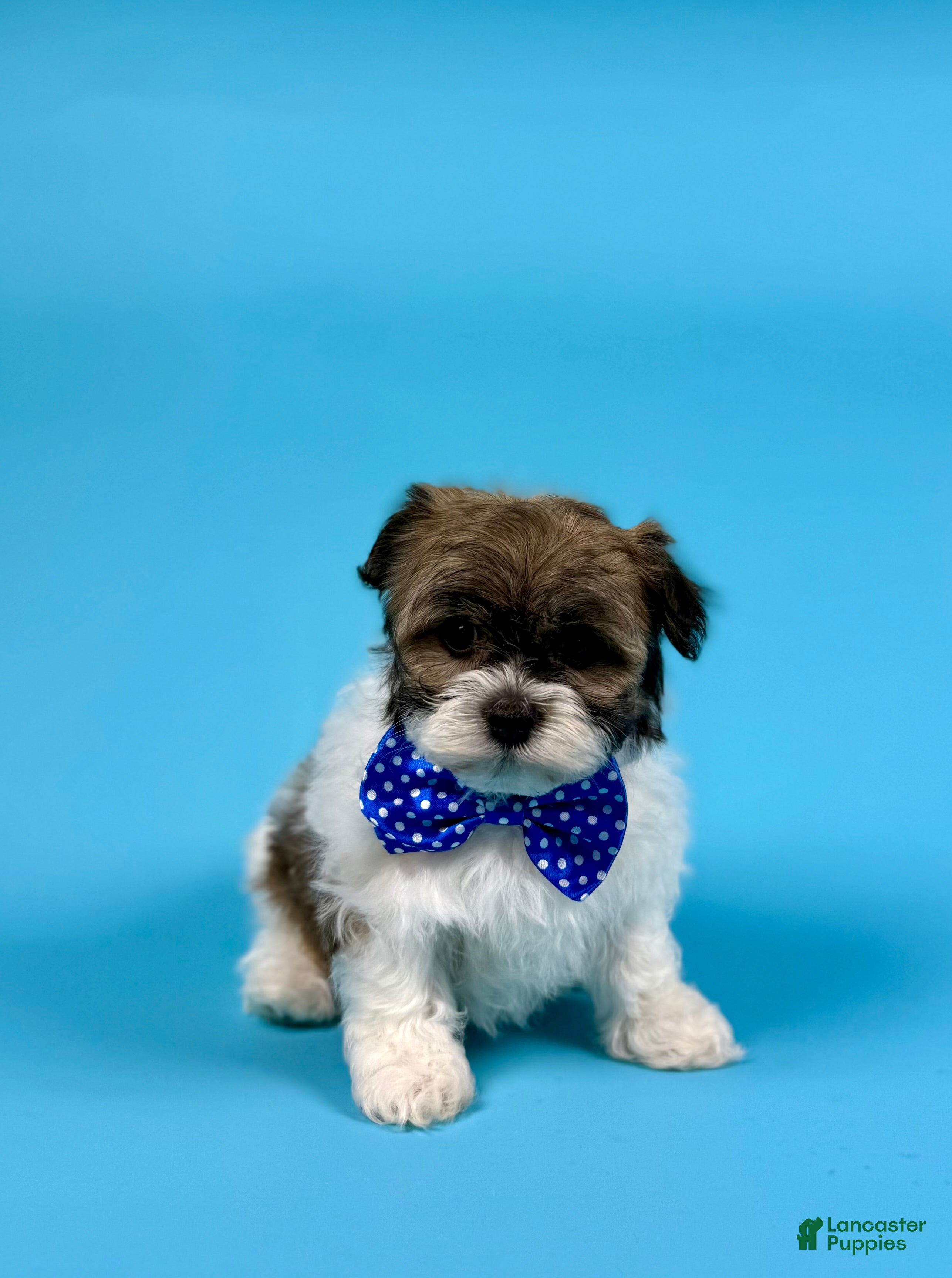 Havanese dogs YVONNE - Ad 2