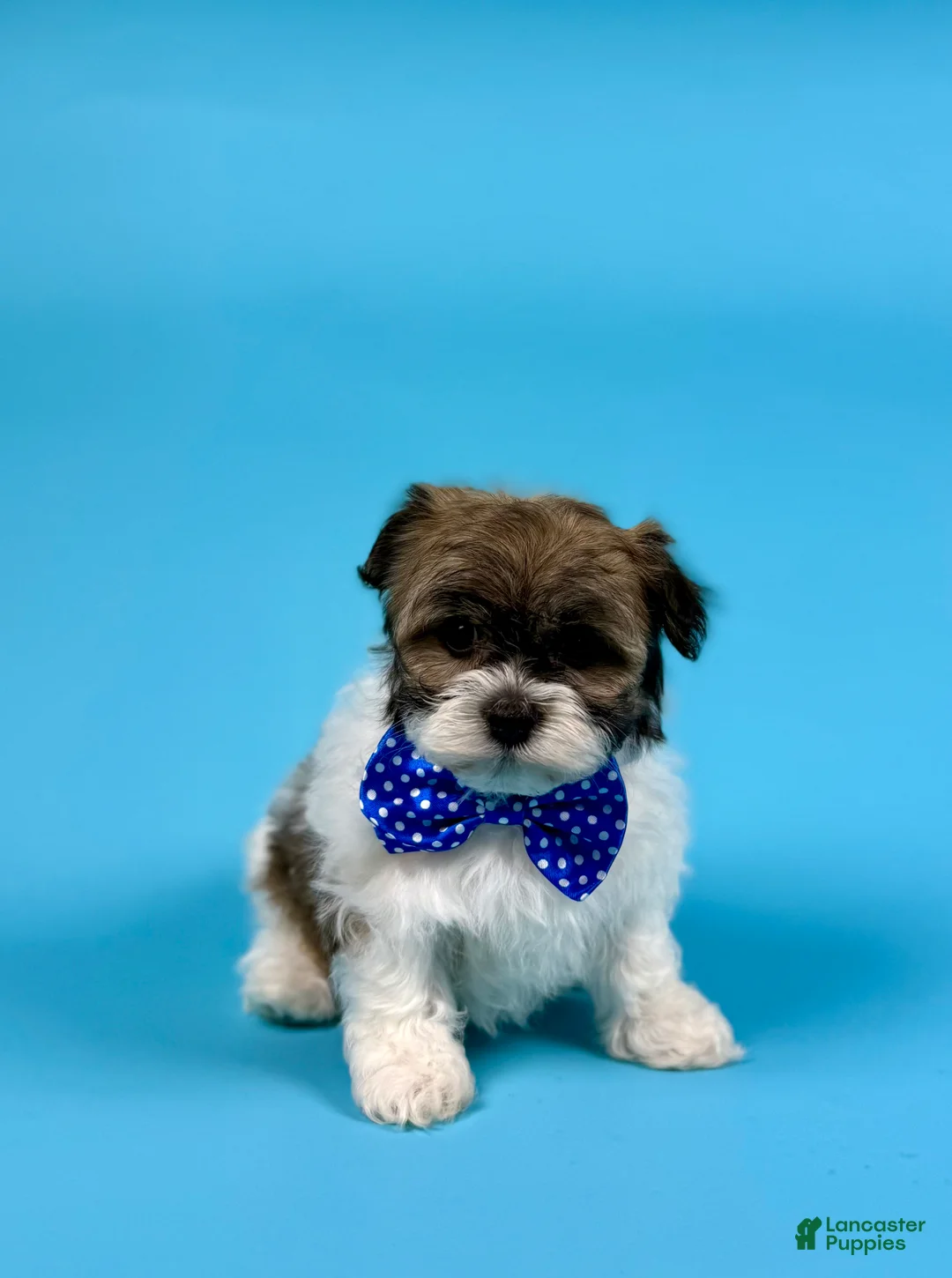 Havanese dogs for sale: YVONNE - Ad 2