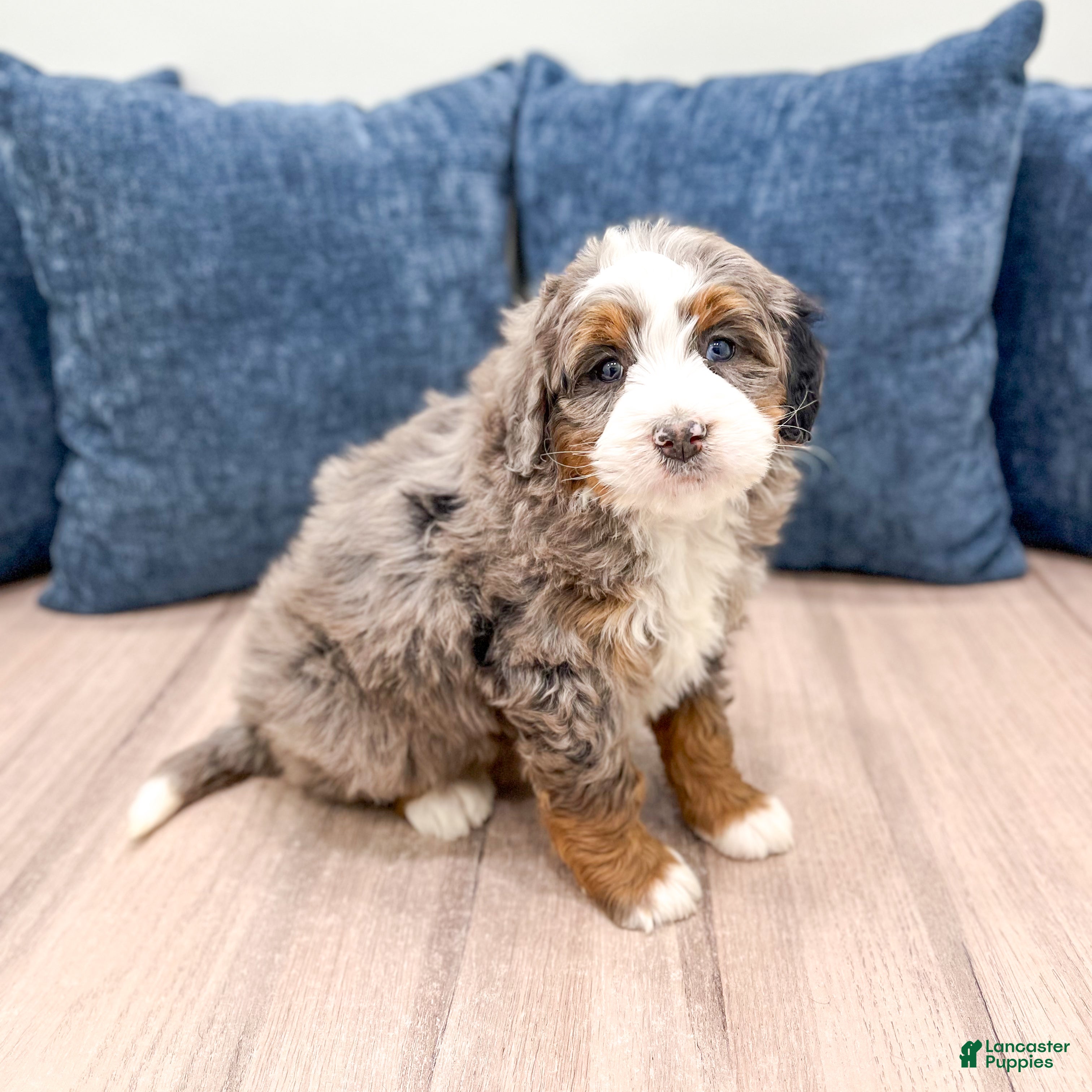 Mini Bernedoodle dogs Luna - Ad 2