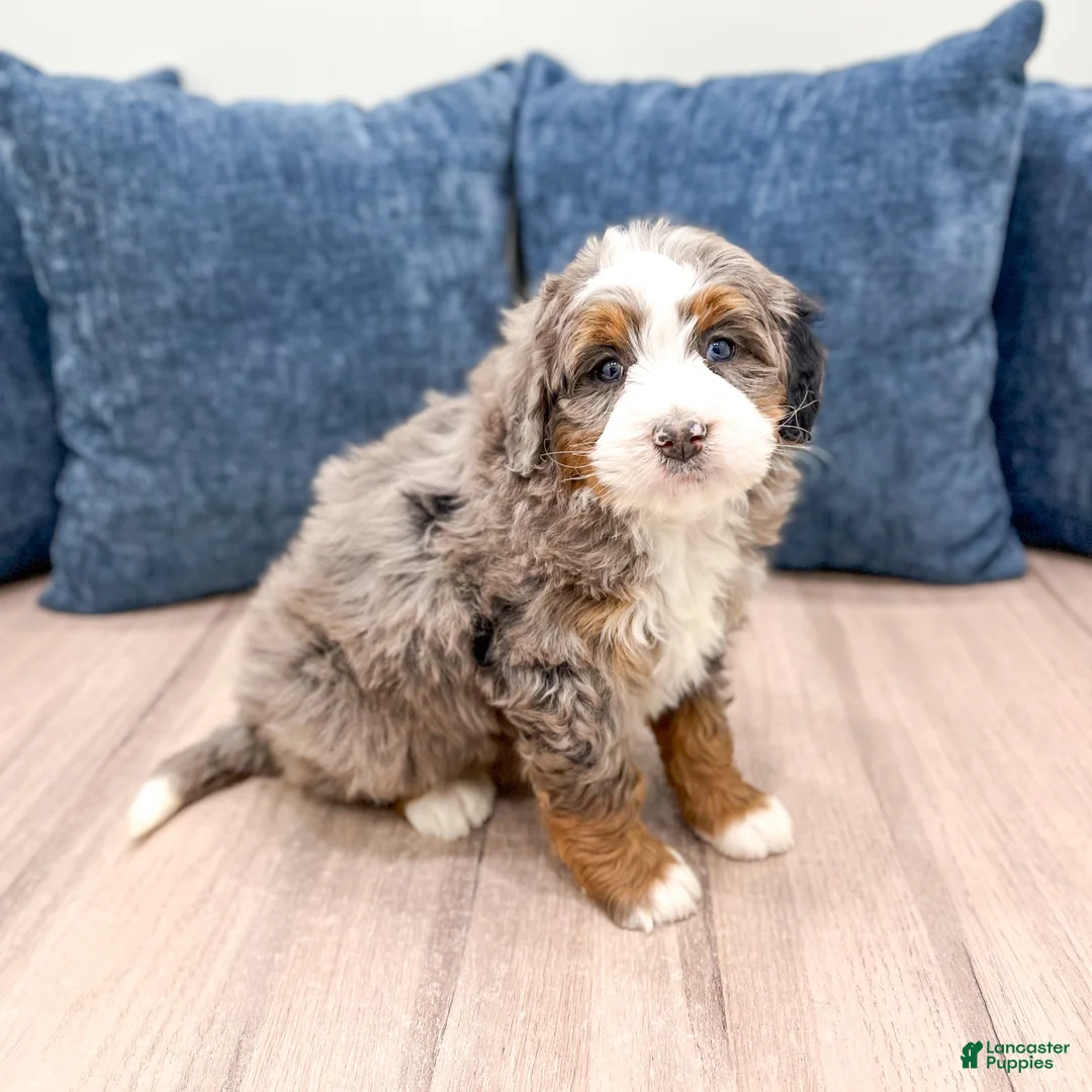 Mini Bernedoodle dogs for sale: Luna - Ad 2