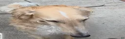 Borzoi dogs for sale: Fabien-APRI-Pedigree - Ad 11
