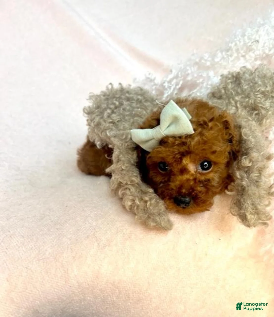 Toy Poodle dogs for sale: Toy Poodle Puppy 2 - Ad 1