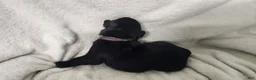 Newfoundland dogs for sale: Purple - Ad 1