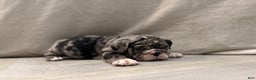 English Bulldog dogs for sale: Twinkle - Ad 10