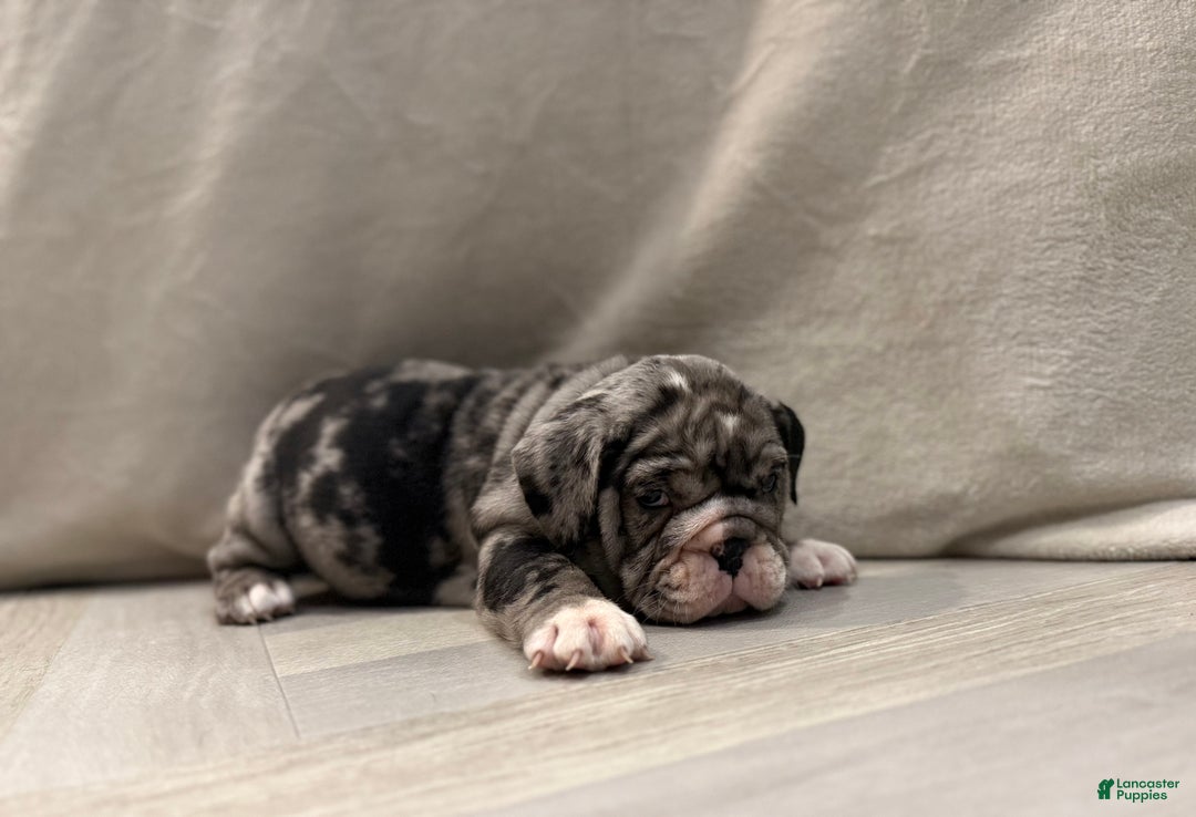 English Bulldog dogs for sale: Twinkle - Ad 10
