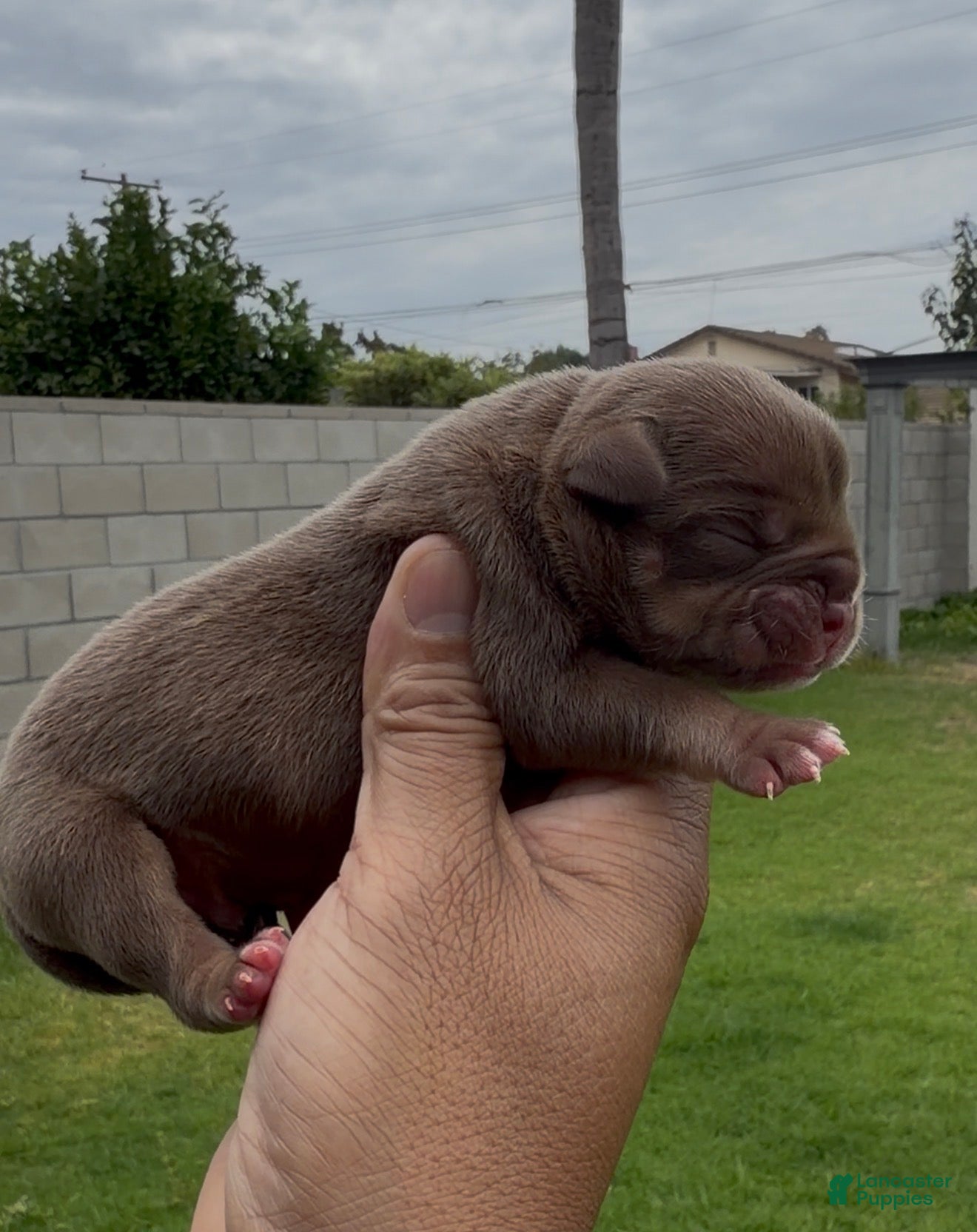 American Bully dogs American Bully 2 - Ad 31