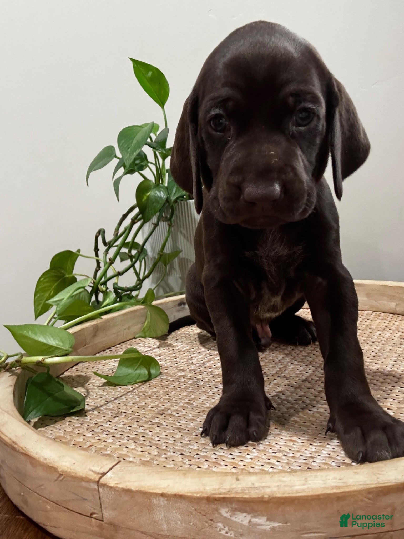 Mixed Breed dogs Grey - Ad 2
