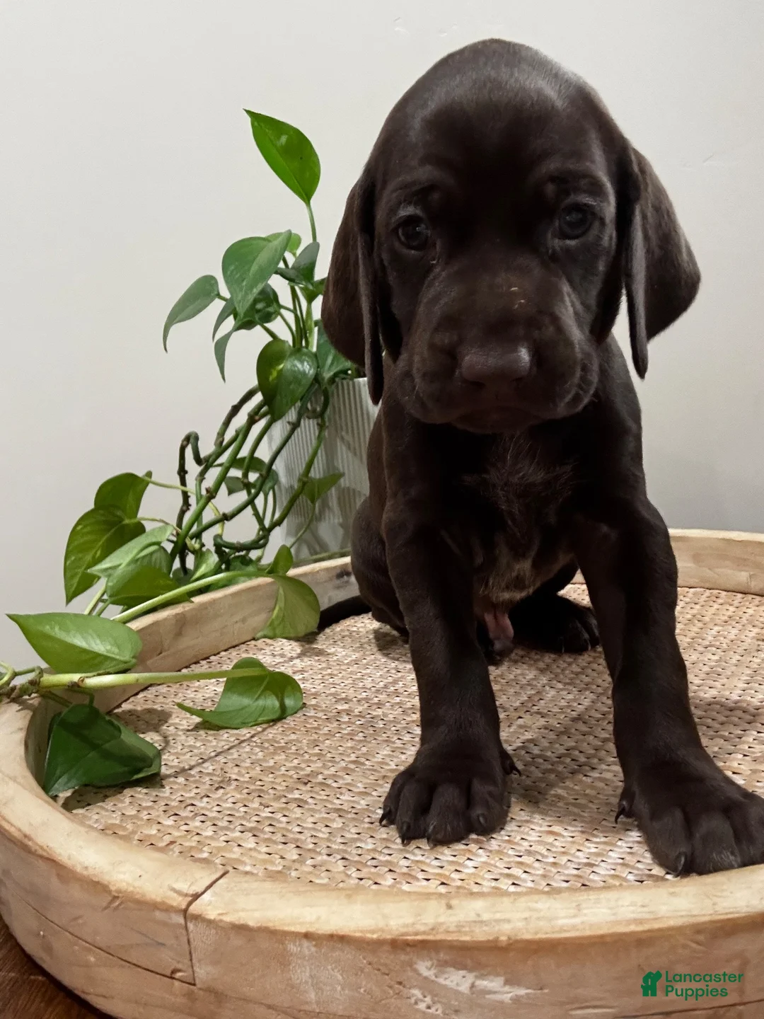 Mixed Breed dogs for sale: Grey - Ad 2