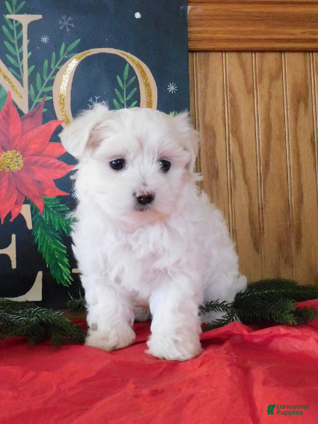 Mixed Breed dogs for sale: Irv - Ad 3