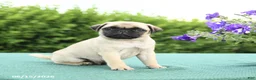 Pug dogs for sale: Jade - Ad 2