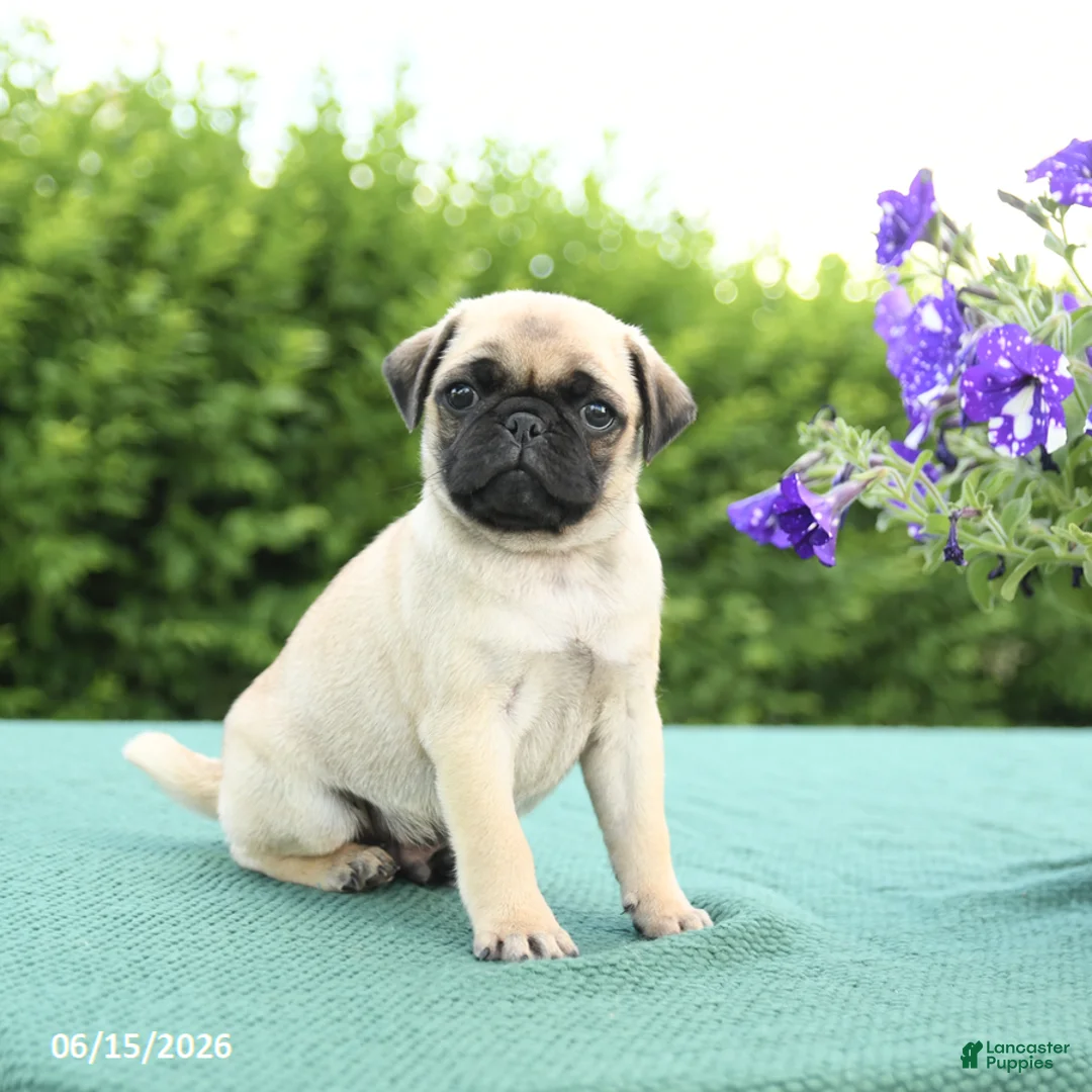 Pug dogs for sale: Jade - Ad 2
