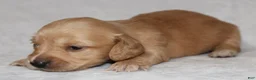 Miniature Dachshund dogs for sale: Miniature Dachshund 4 - Ad 5