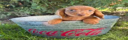 Miniature Dachshund dogs for sale: Bowie - Ad 5
