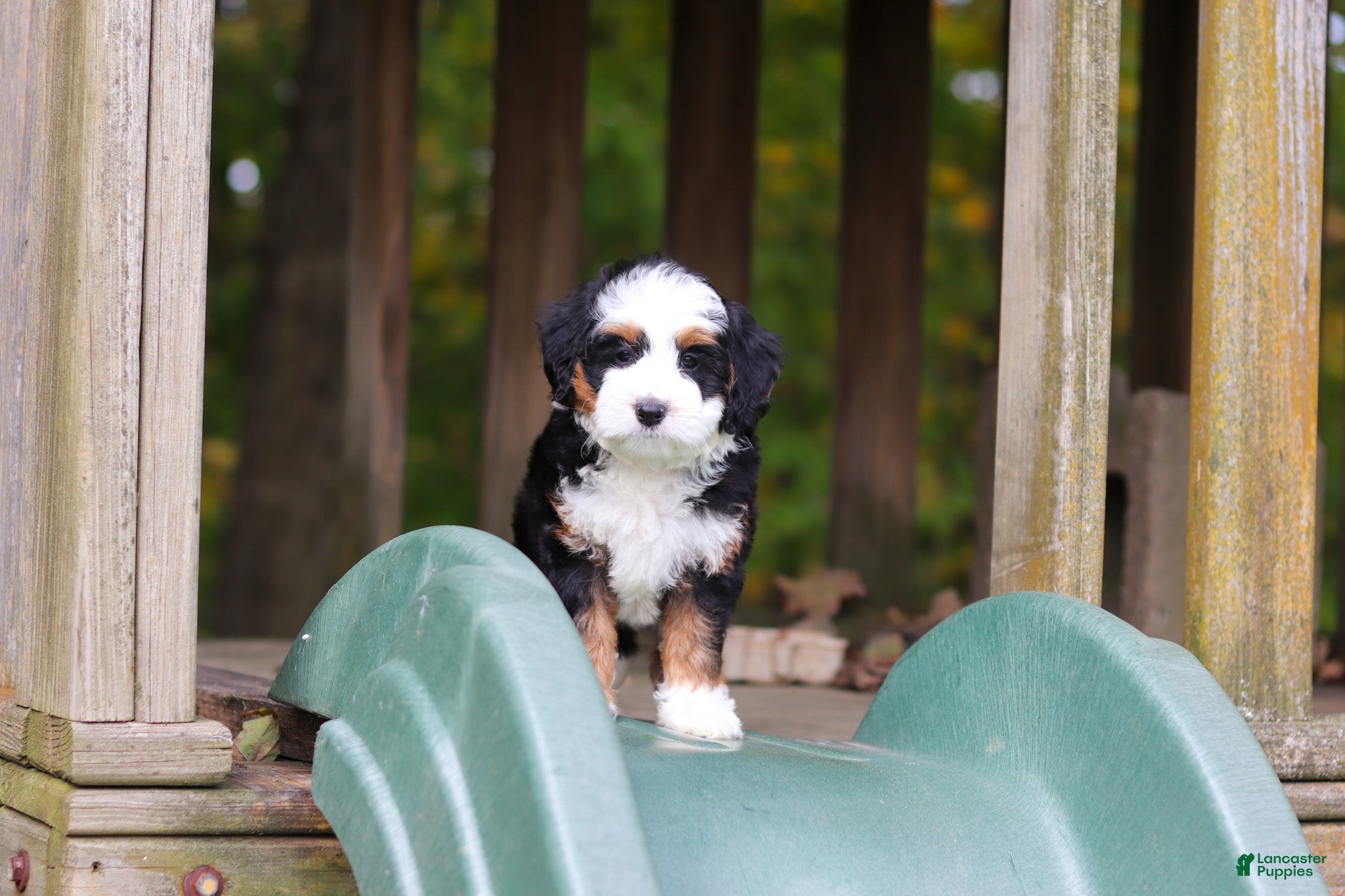 Mini Bernedoodle dogs Miley - Ad 2