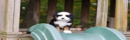 Mini Bernedoodle dogs for sale: Miley - Ad 2
