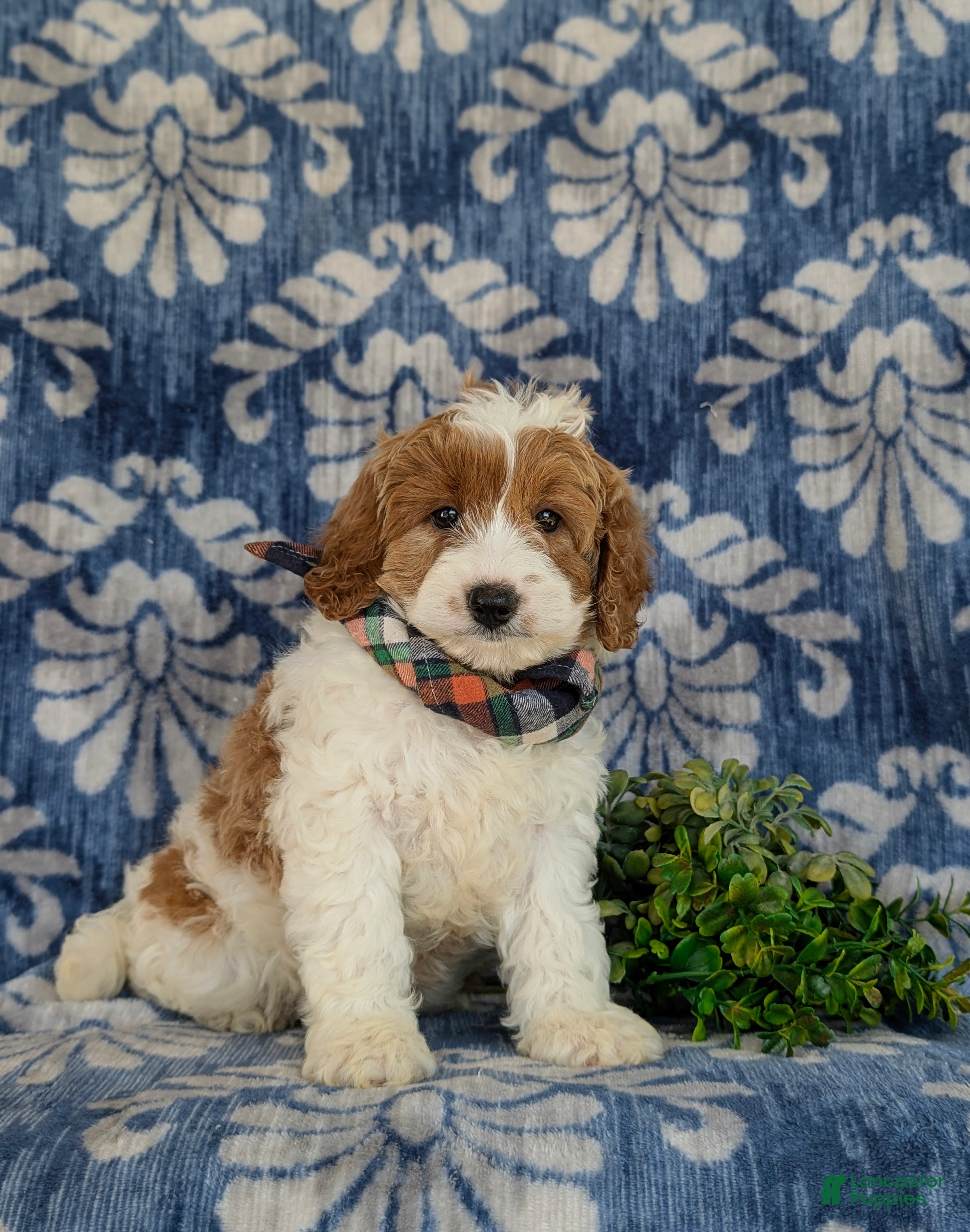 Cavapoo dogs for sale: Orlando Hypoallergenic - Ad 3