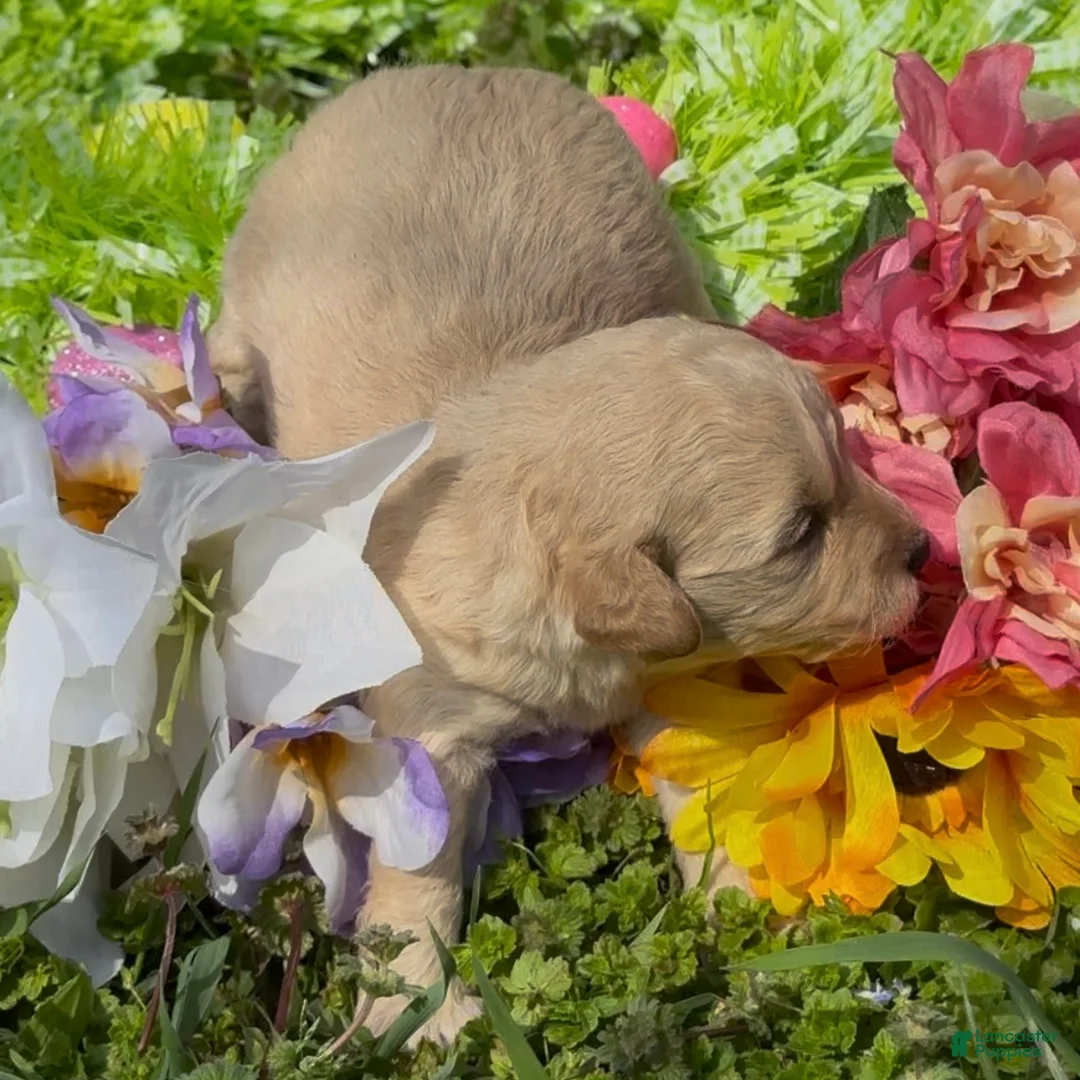 Mini Goldendoodle dogs for sale: Clover  - Ad 1