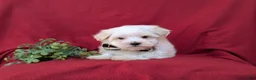Maltese dogs for sale: Gus 7 lbs Full Grown - Ad 5