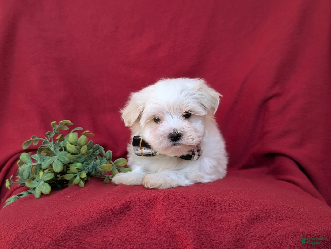 Maltese dogs for sale: Gus 7 lbs Full Grown - Ad 5