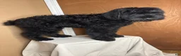 Giant Schnauzer dogs for sale: Tuna - Ad 5