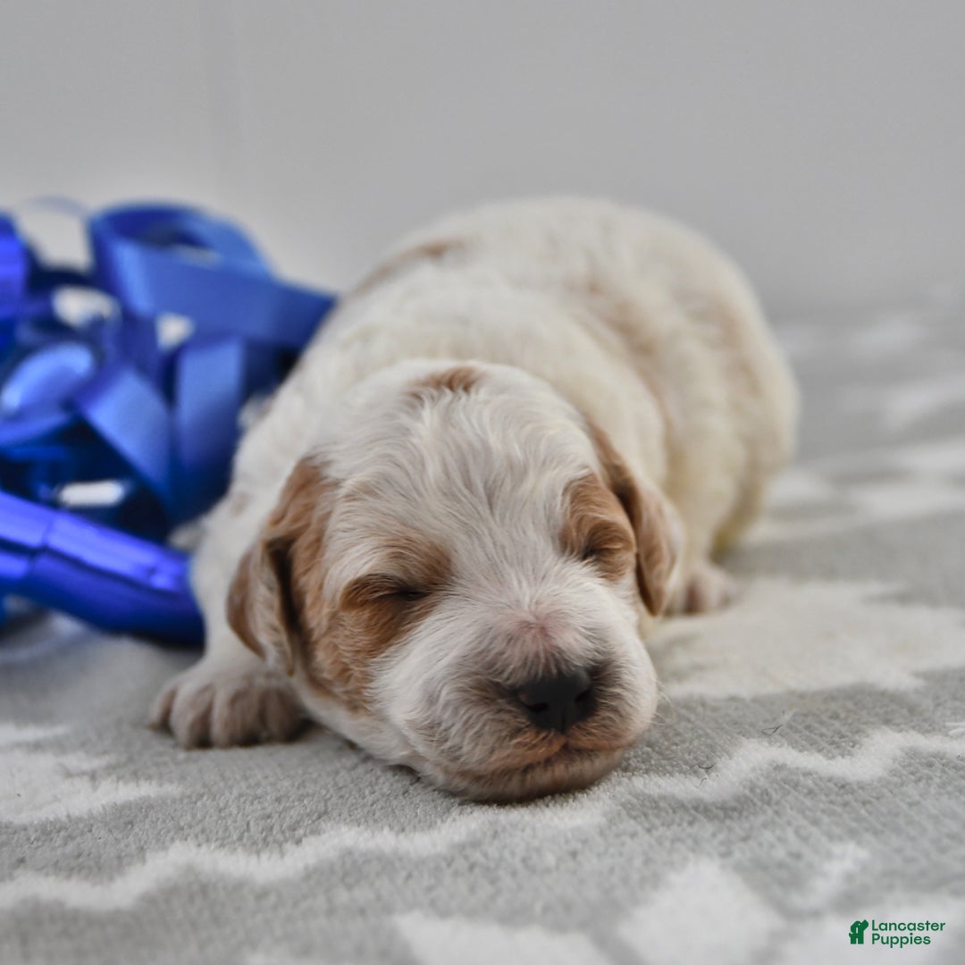 Mini Goldendoodle dogs for sale: Captain - Ad 4