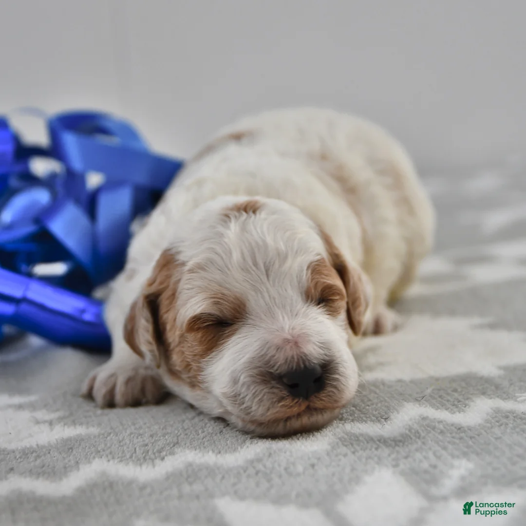 Mini Goldendoodle dogs for sale: Captain - Ad 19