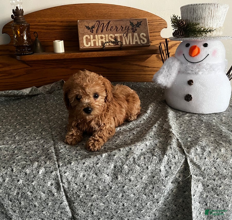 Toy Poodle dogs Jess - Ad 20