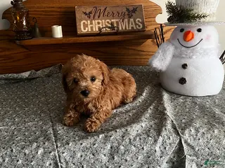 Toy Poodle dogs Jess - Ad 34