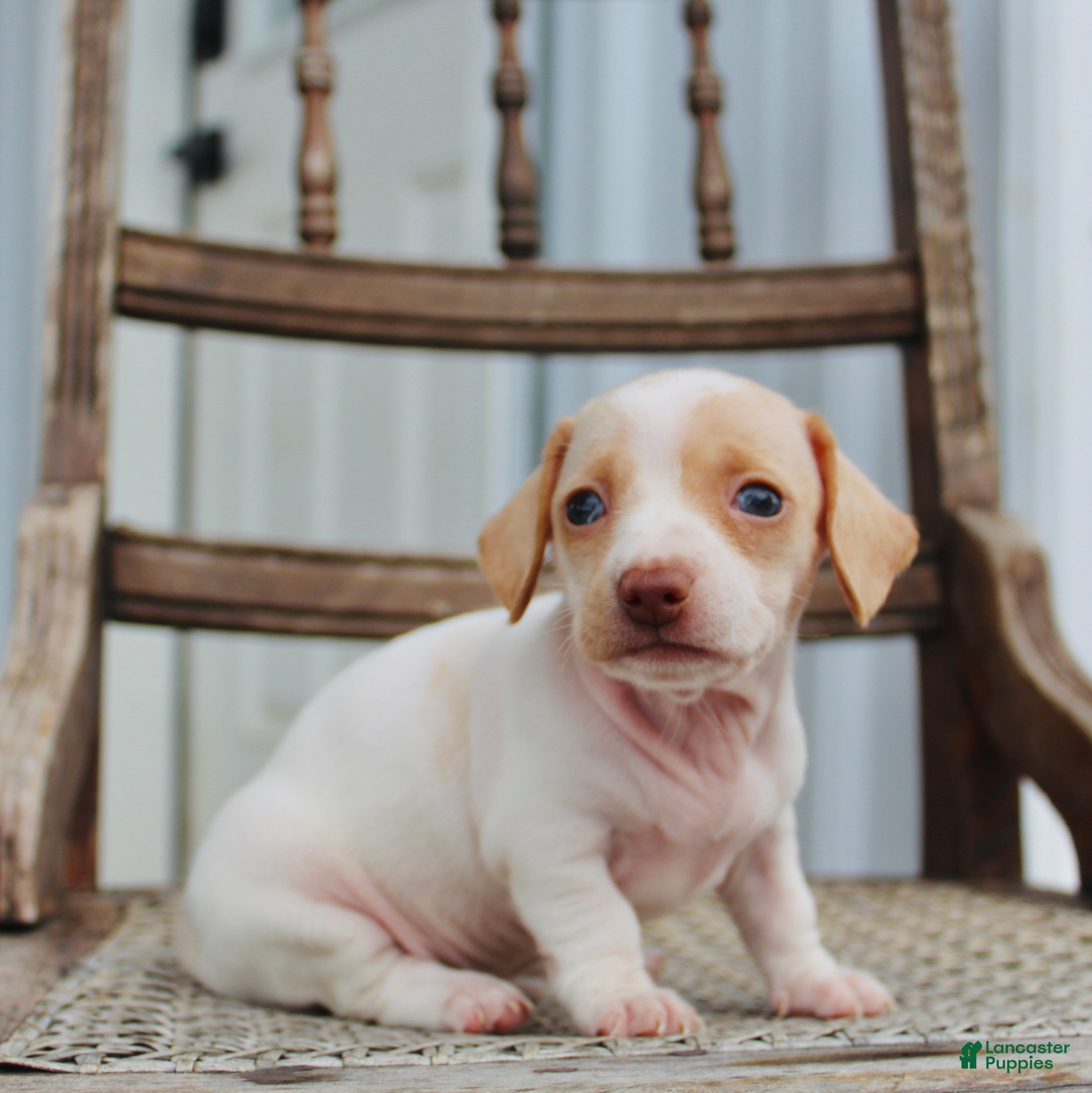 Miniature Dachshund dogs for sale: Aspen - Ad 4