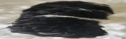 Mini Bernedoodle dogs for sale: Midnight  - Ad 4
