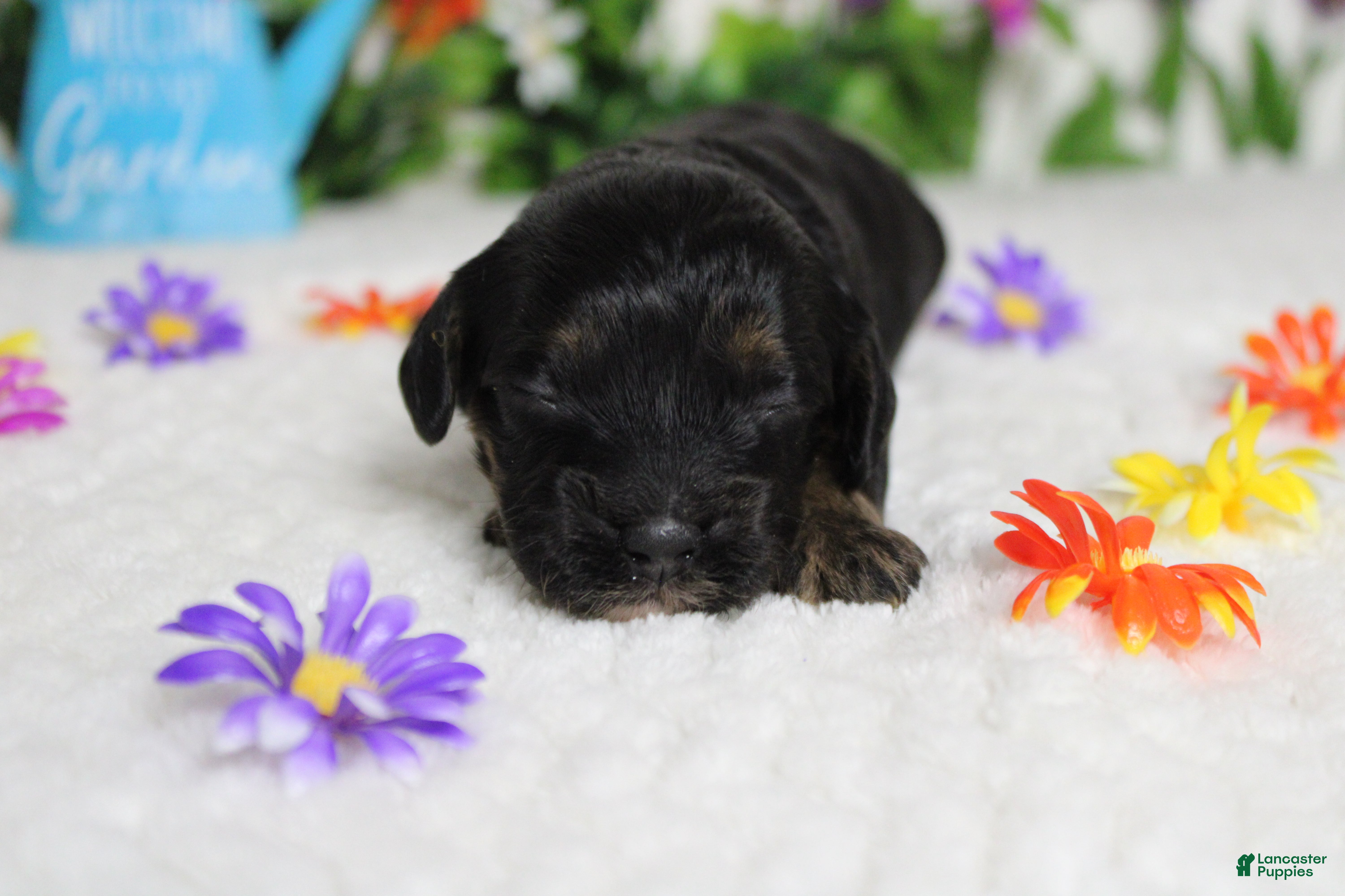 Cockapoo dogs Rocky  - Ad 21