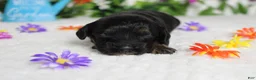 Cockapoo dogs for sale: Rocky  - Ad 1