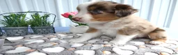 Miniature Australian Shepherd dogs for sale: Miniature Australian Shepherd 6 Rayana - Ad 2
