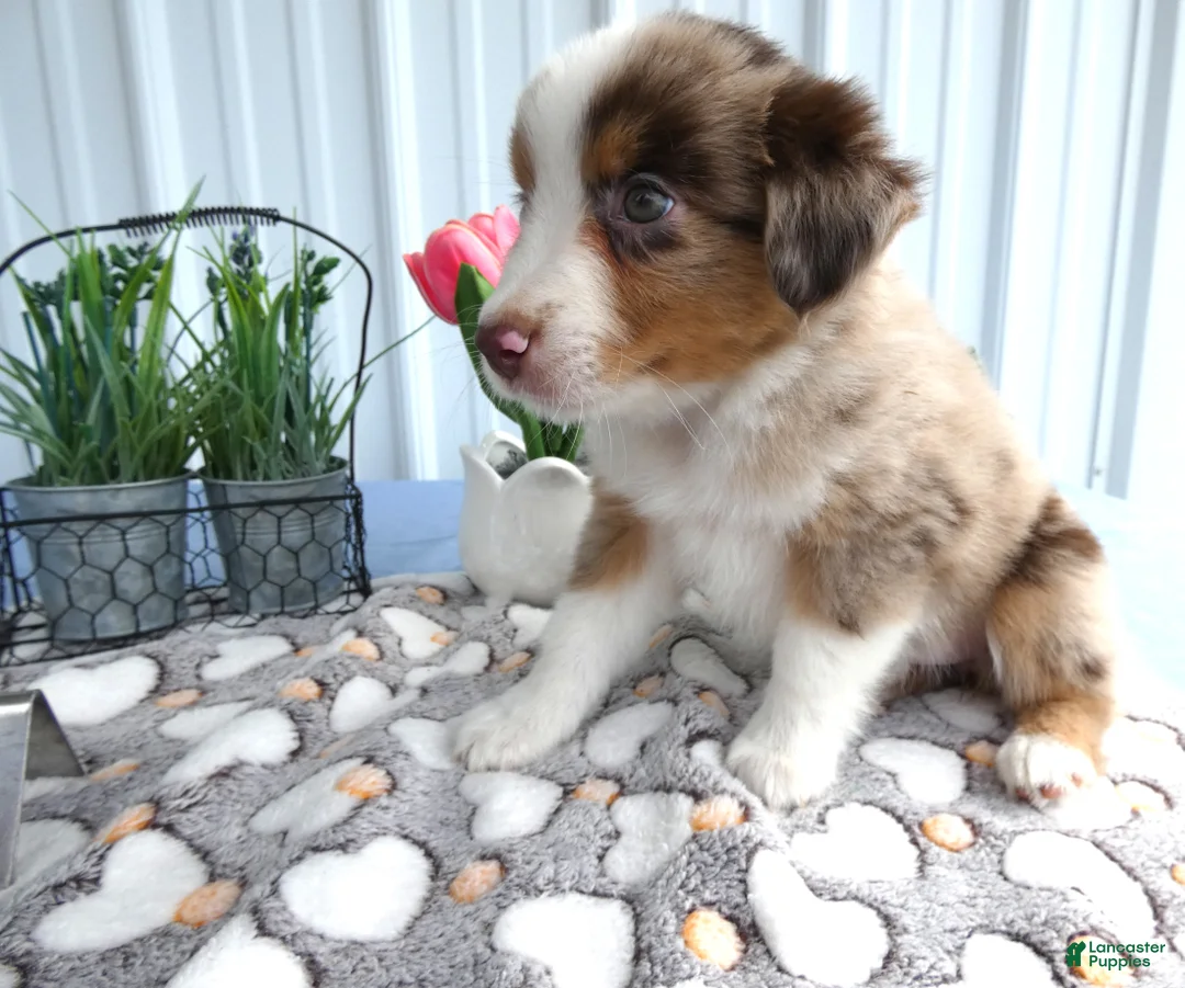 Miniature Australian Shepherd dogs for sale: Miniature Australian Shepherd 6 Rayana - Ad 2