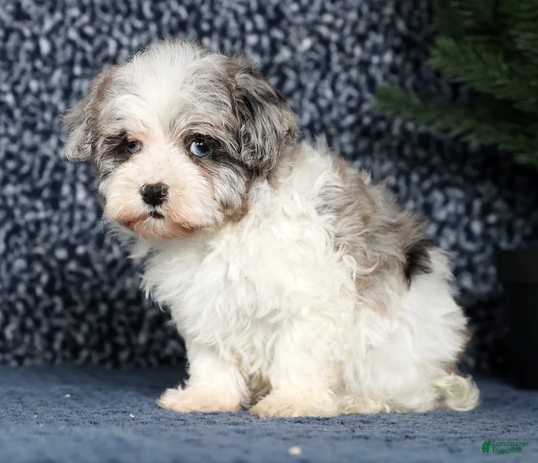 Havapoo dogs for sale: James - Ad 3