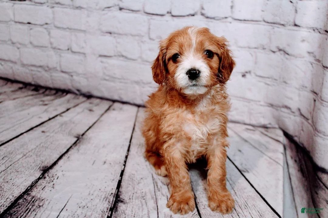 Cavalier King Charles Spaniel dogs for sale: Belle - Ad 7