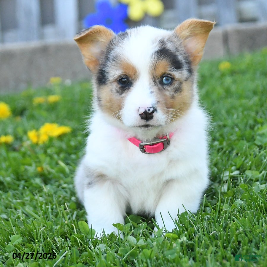 Welsh Corgi Pembroke dogs Bella    - Ad 2