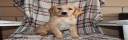 Labrador Retriever dogs for sale: Piper - Ad 3