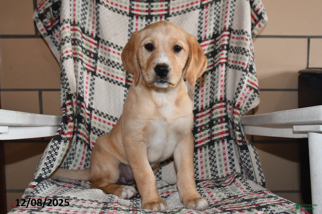 Labrador Retriever dogs for sale: Piper - Ad 3
