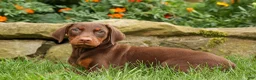 Doberman Pinscher dogs for sale: DASHER - Ad 6
