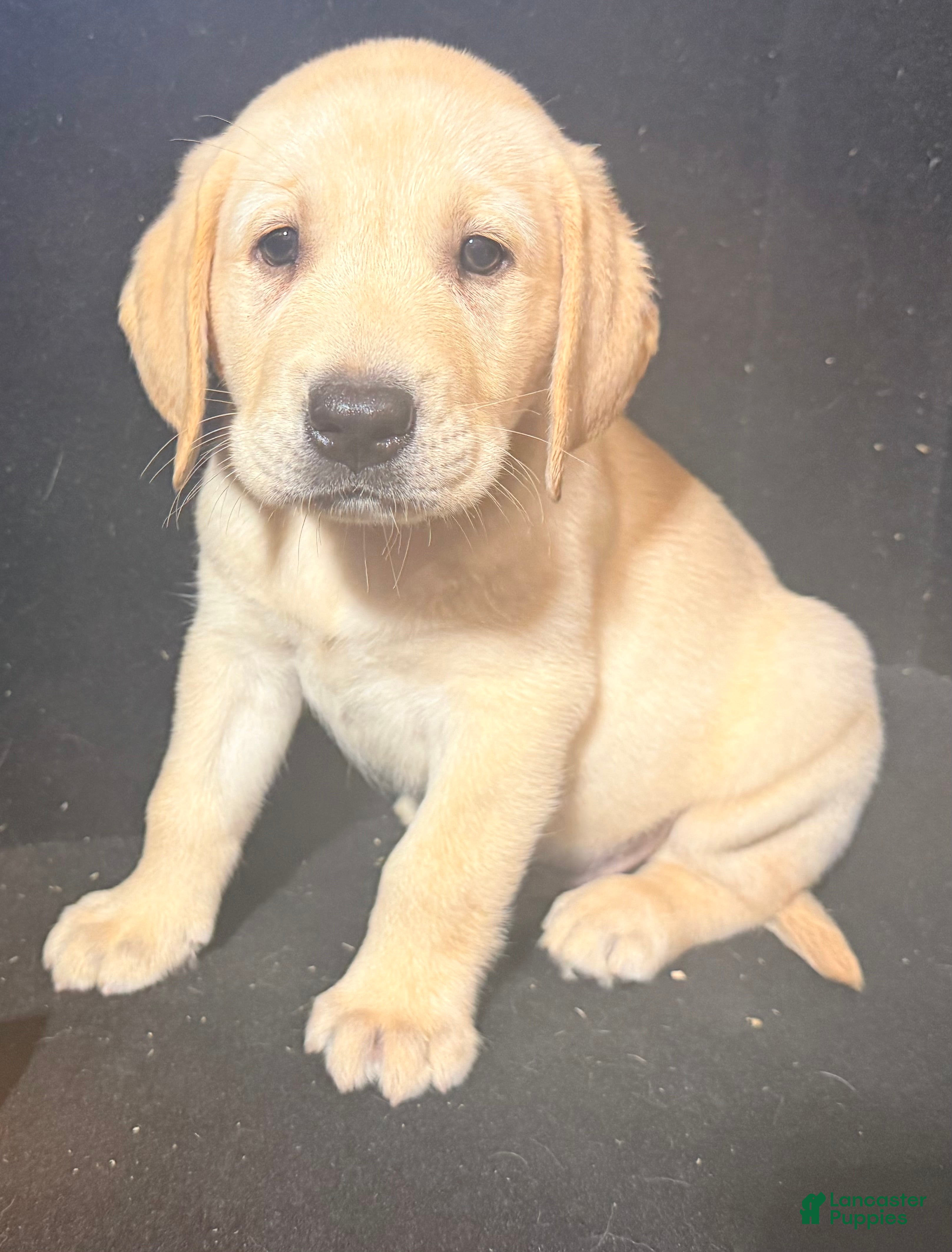 Labrador Retriever dogs Male  - Ad 1