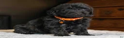 Mini Goldendoodle dogs for sale: Mr Miko (Mini) - Ad 5