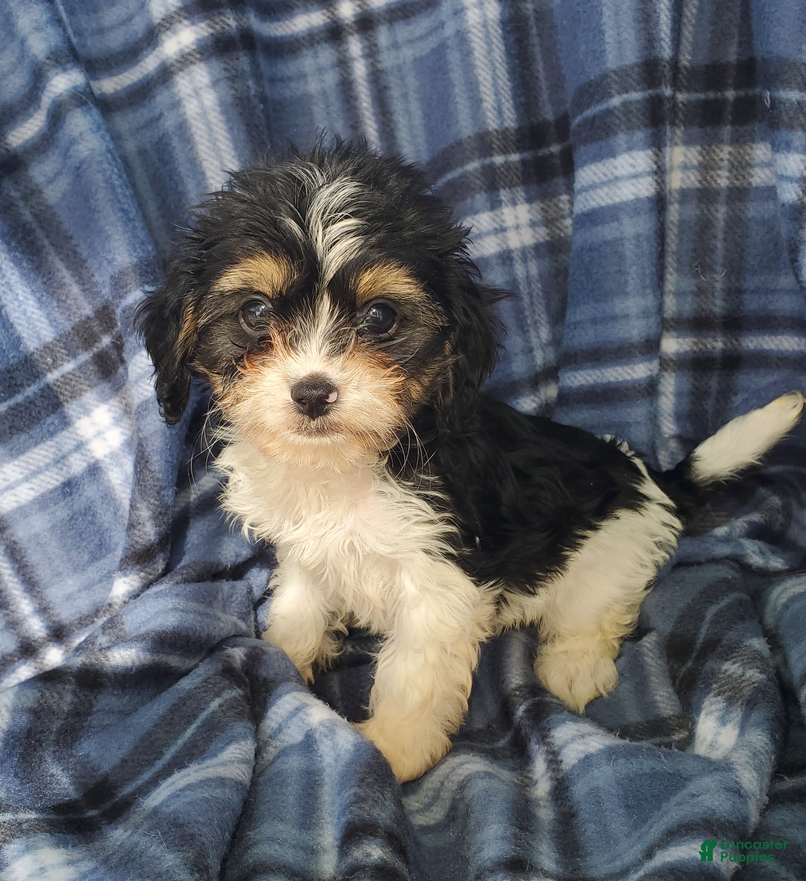 Cavapoo dogs Oscar - Ad 2