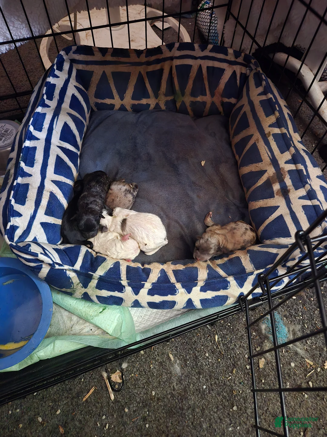 Mixed Breed dogs for sale: Mixed Breed Puppy 9 - Ad 1