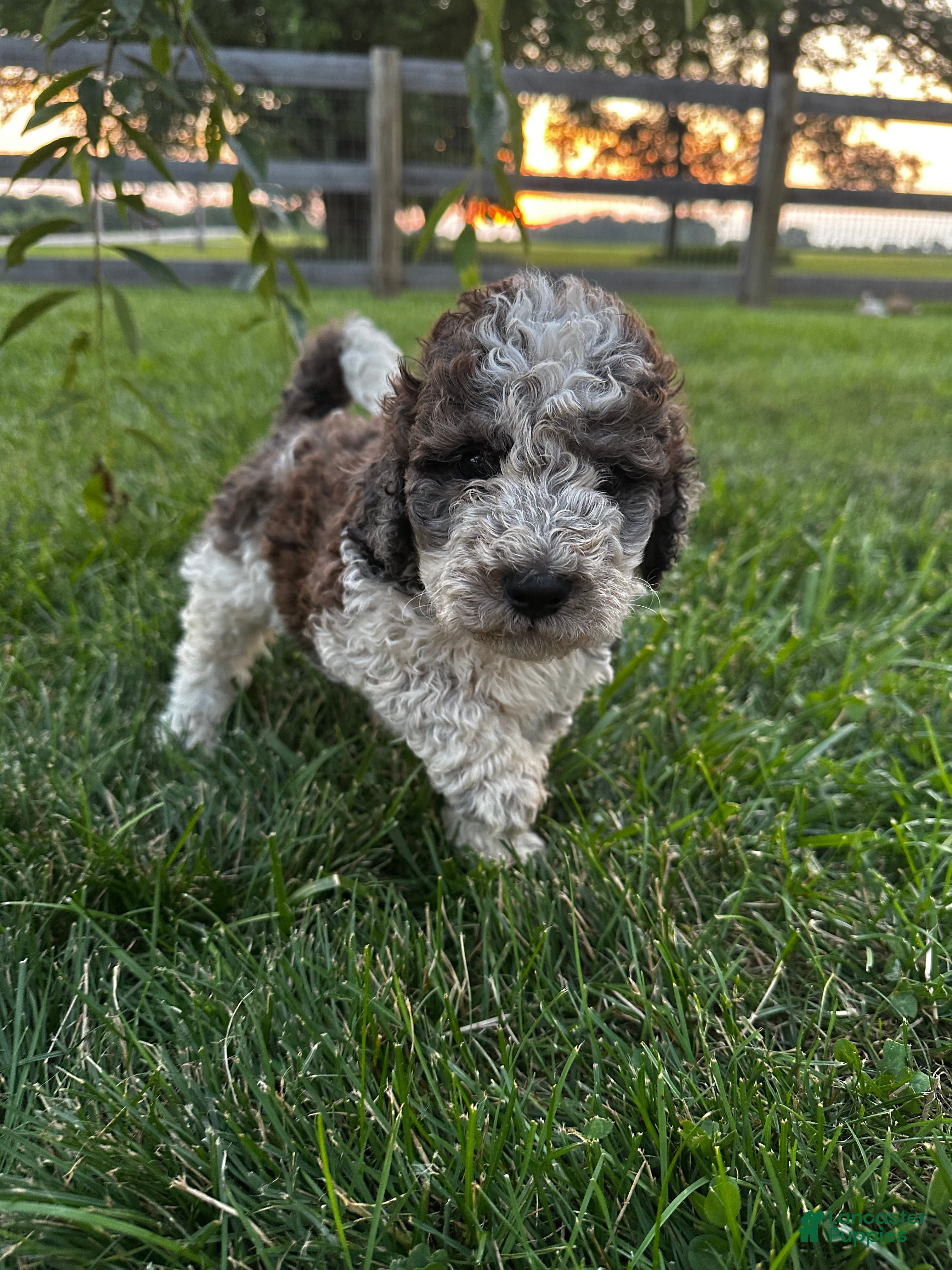 Bernedoodle dogs Hawk (reserved) - Ad 1