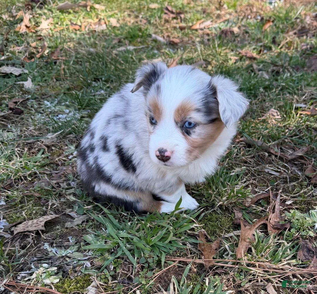 Australian Shepherd dogs for sale: Cupcake - Ad 6