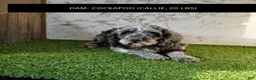Cockapoo dogs for sale: Arnold - Ad 8