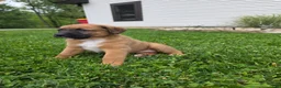 Mixed Breed dogs for sale: Mia - Ad 3