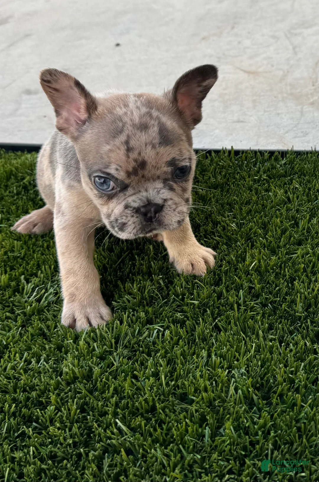 French Bulldog dogs for sale: French Bulldog 4 - Ad 2